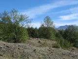 Day 4 - Hummocks - Thriving deciduous forest after 29 years Day 4 - Hummocks - Thriving deciduous forest after 29 years
